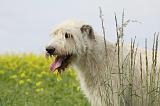 IRISH WOLFHOUND 056